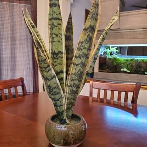 Faux snake plant